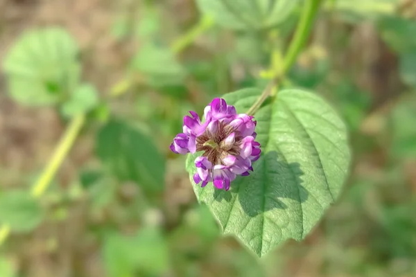 สมุนไพรรักษาด่างขาว